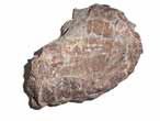 Hmi carapace de tortue fossile du jurassique Boulonnais COLLECTION PRIVEE A